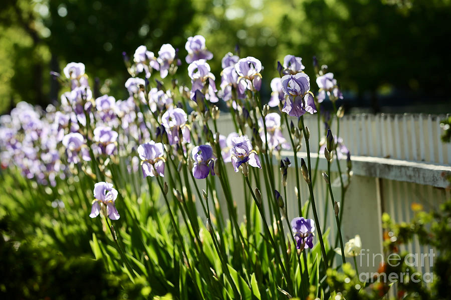 Purple Irises in the Sun Photograph by Lara Morrison
