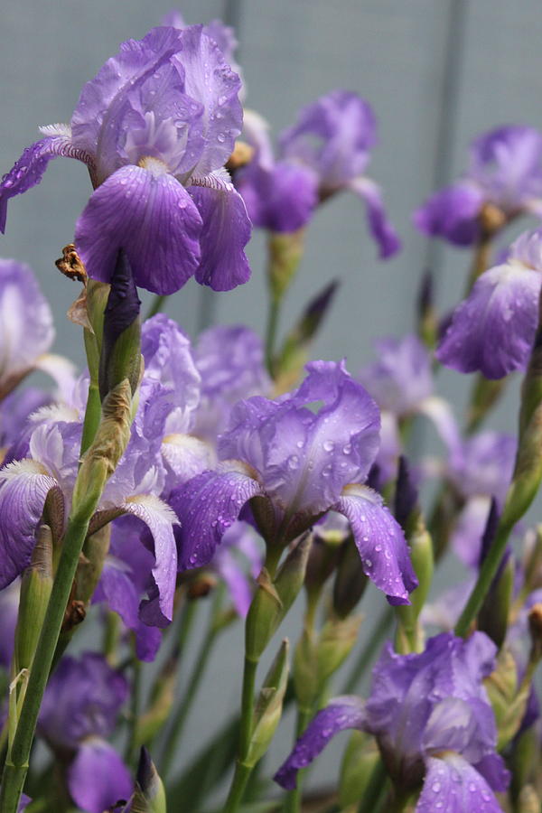 Iris Photograph - Purple Irises by Lauri Novak