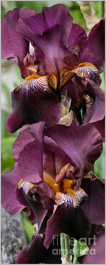 Flower Photograph - Purple  Irises by Luv Photography