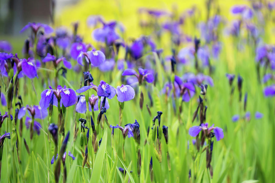 Purple Irises Meadow Garden In Alaskan Town Photograph by Alex Grichenko