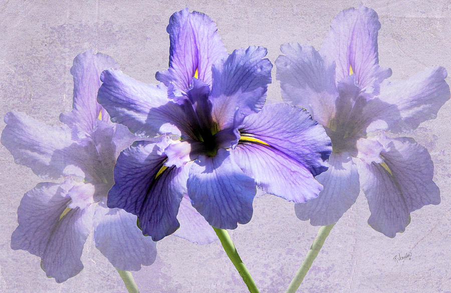 Iris Photograph - Purple Irises by Rosalie Scanlon