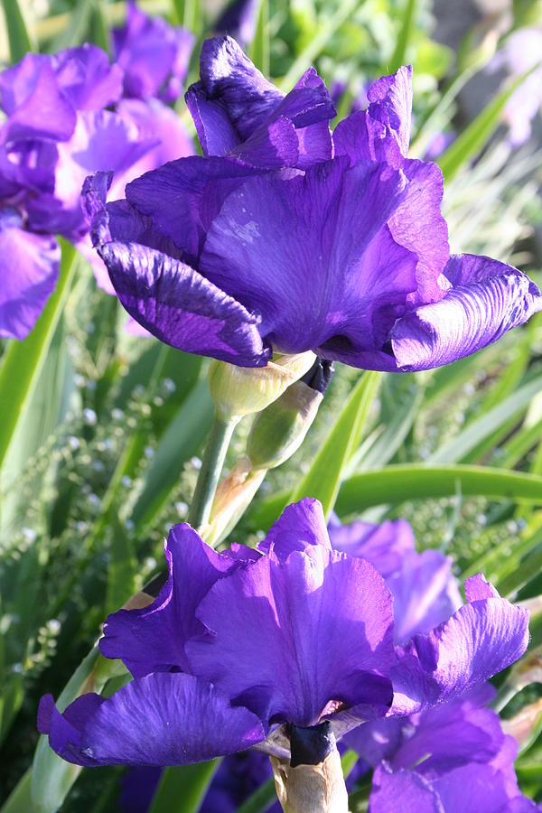 Purple Irises Photograph by Shelly Davis Pixels