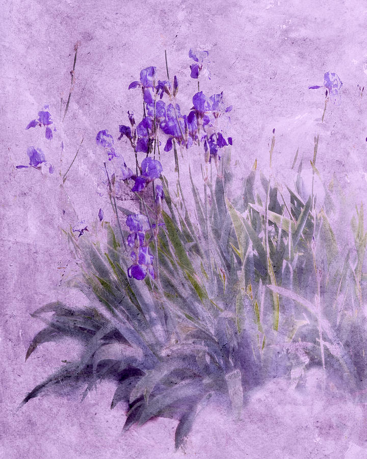 Purple Irises Photograph by Susan Eileen Evans