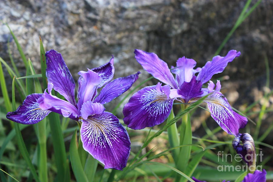 Iris Photograph - Purple Irises with Gray Rock by Carol Groenen