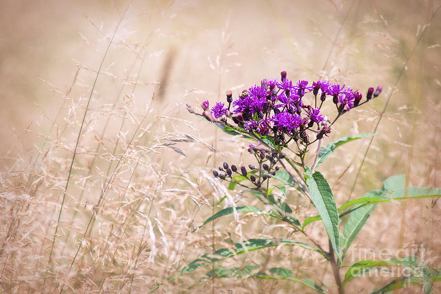 Purple Ironweed Photograph by Sharon McConnell