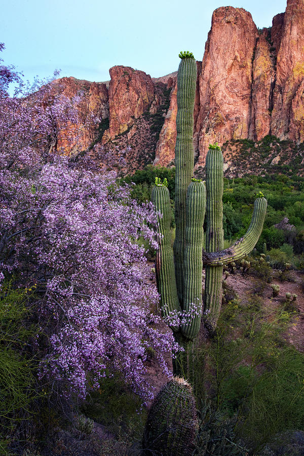 Purple Ironwood blossoms and Goldfield Mountains Photograph by Dave Dilli