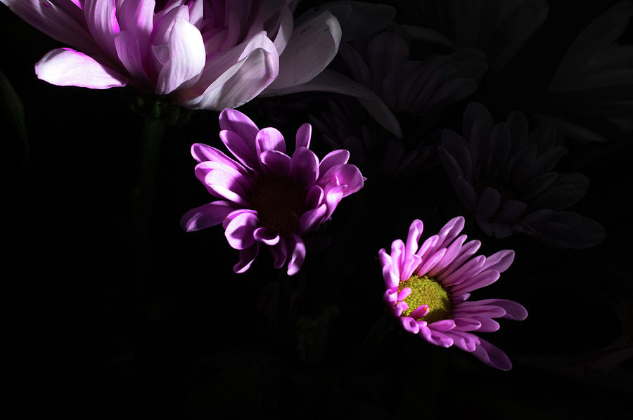 Purple is Shadow Photograph by Steven Bouvier - Fine Art America