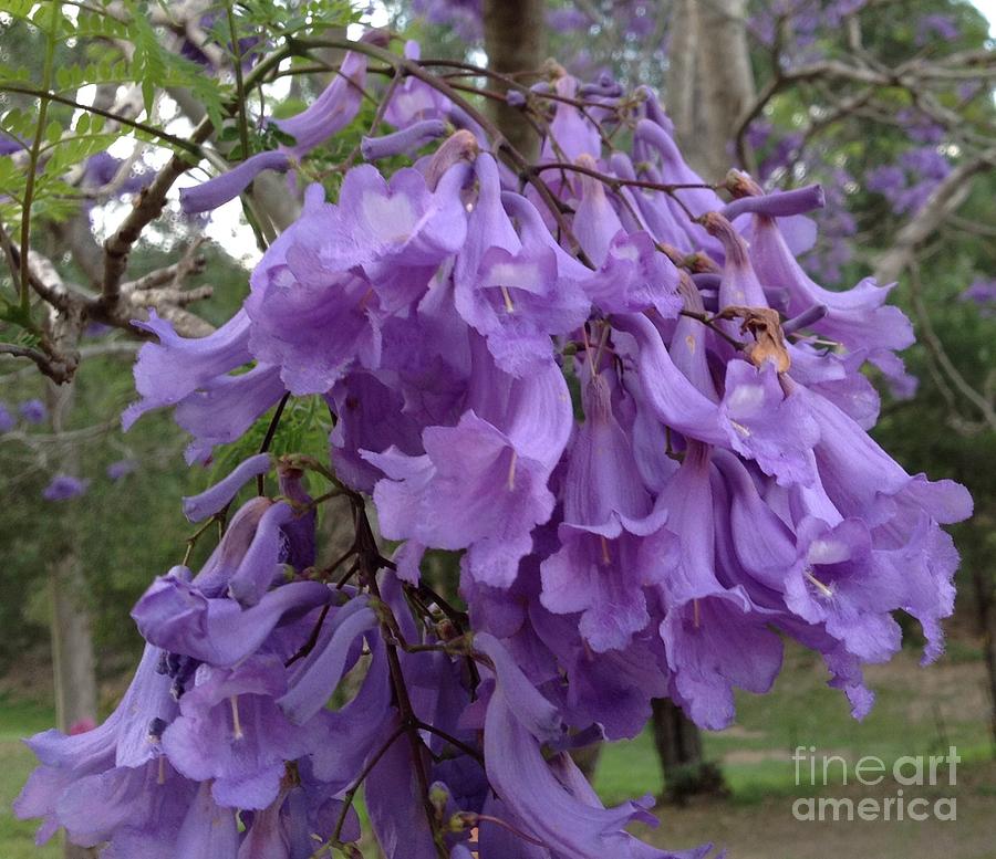 Purple Jacaranda Flowers Photograph by By Divine Light