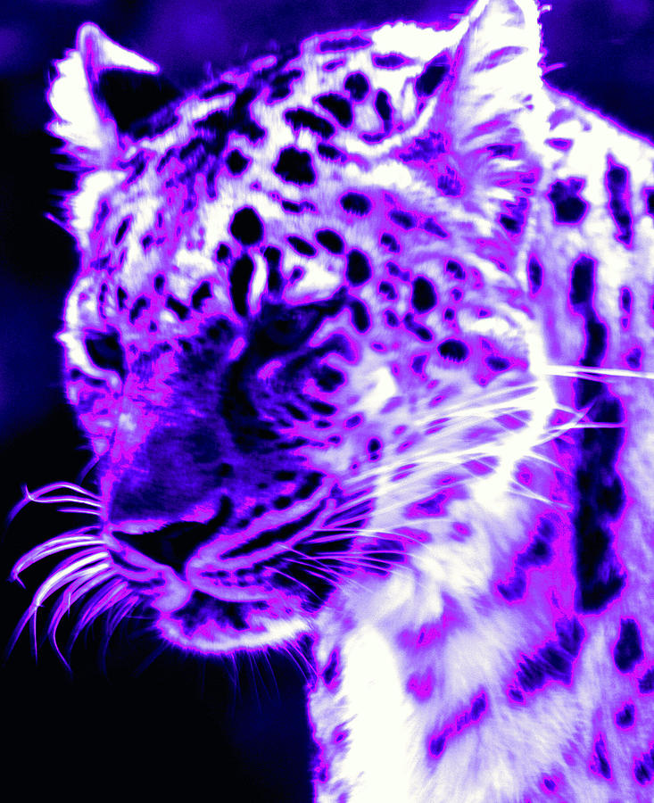Purple Jaguar Brief