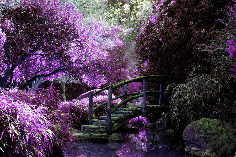 Purple Japanese Garden Photograph by Cross Version - Pixels