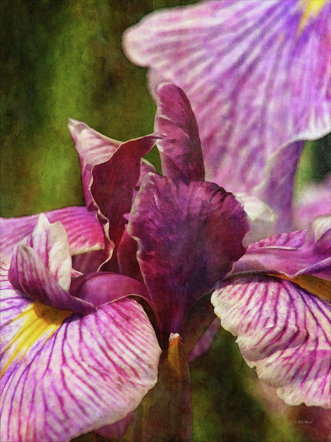 Purple Japanese Iris 1909 IDP_2 Photograph by Steven Ward