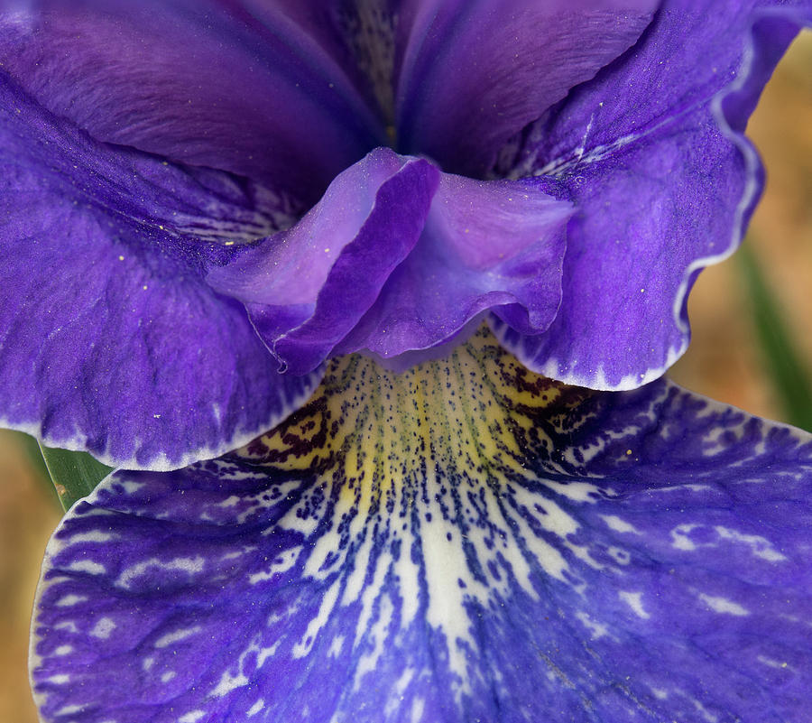Purple Japanese Iris Closeup Photograph by Jean Noren