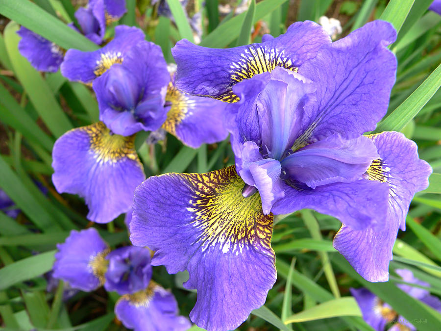 Purple Japanese Iris Flowers In A Field Photograph by Jennie Marie Schell