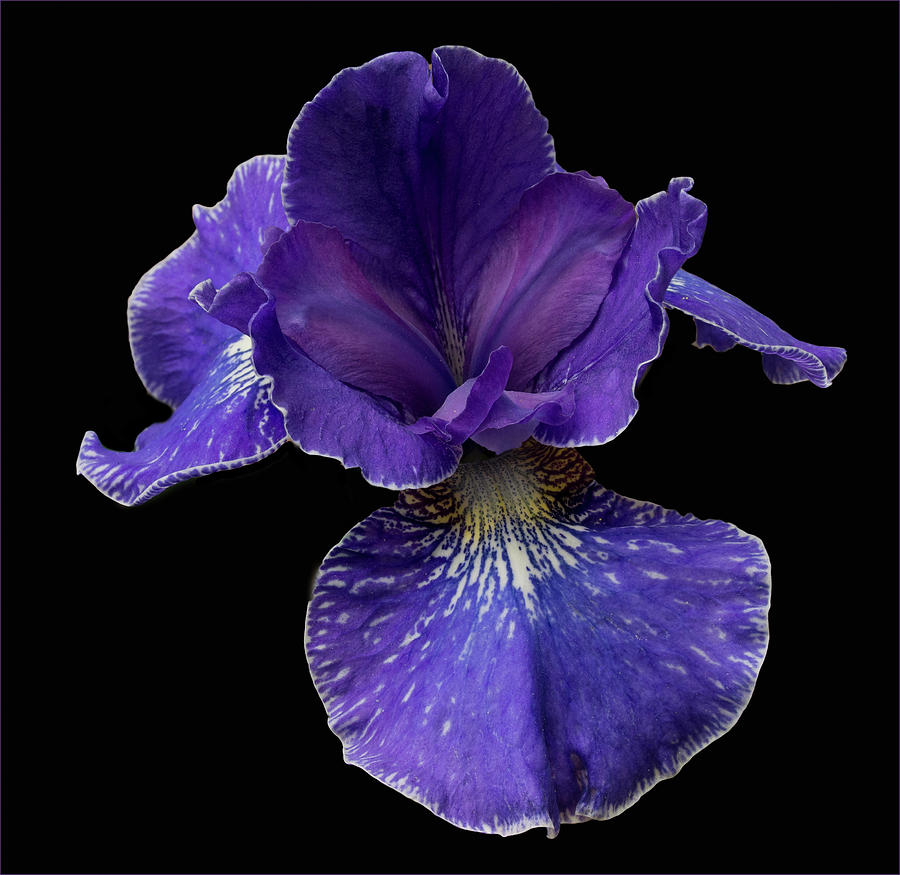 Purple Japanese Iris Photograph by Jean Noren