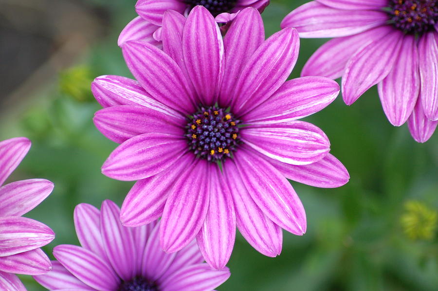 Purple Flower Photograph - Purple by Jennifer Englehardt