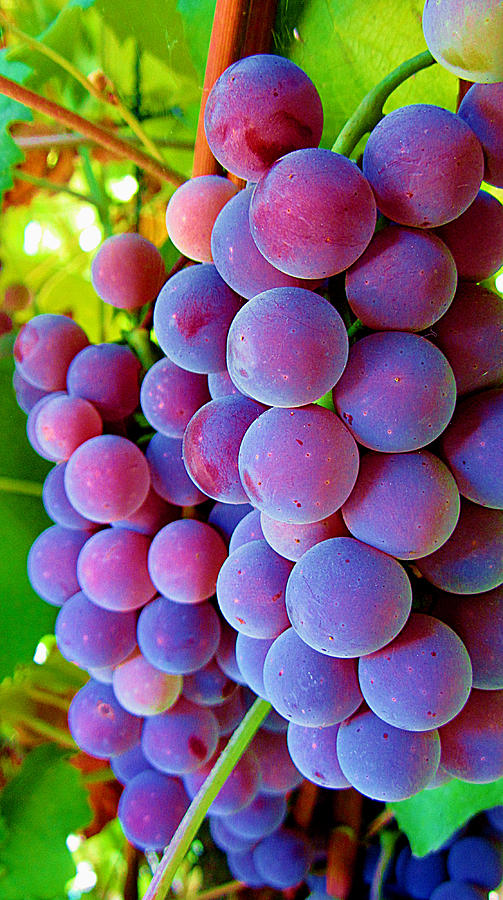 Fruit Photograph - Purple  by Jidapa Berczik