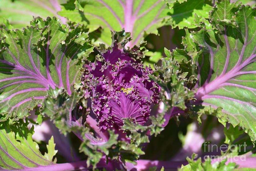 Purple Kale Photograph by Maria Urso
