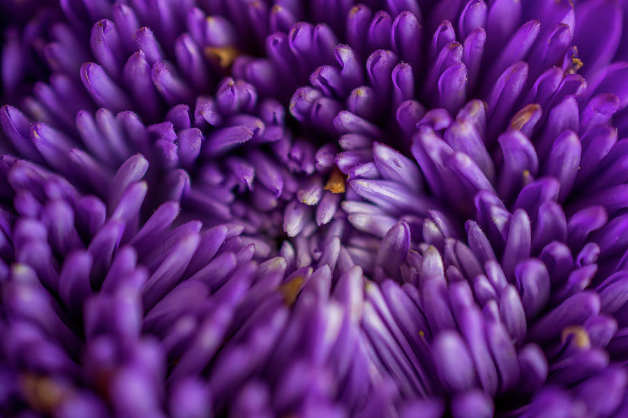 Purple Photograph - Purple by Konstantin Bibikov Purple Photograph - Purple by Konstantin Bibikov