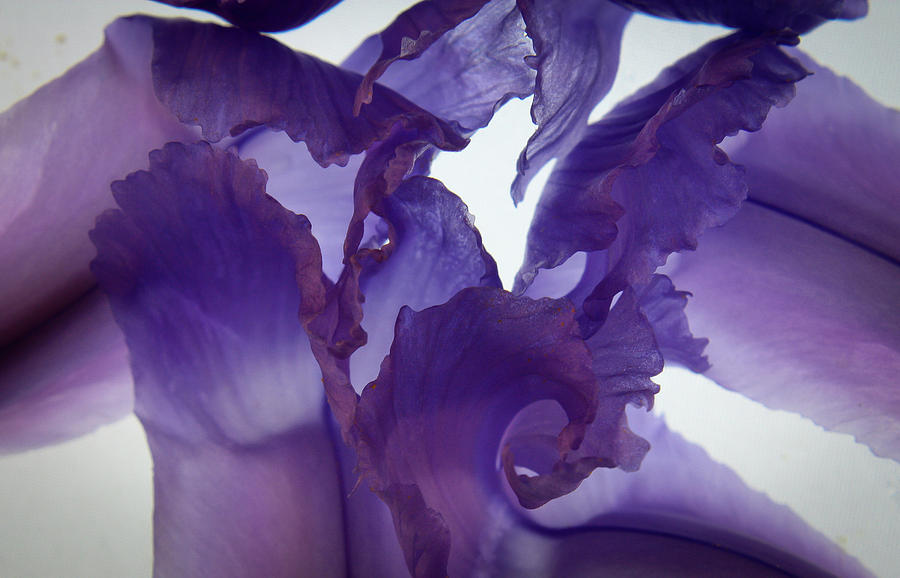 Purple Lace Photograph by Bobby Villapando