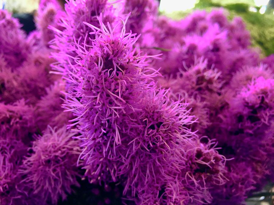 Purple Land Anemone Photograph