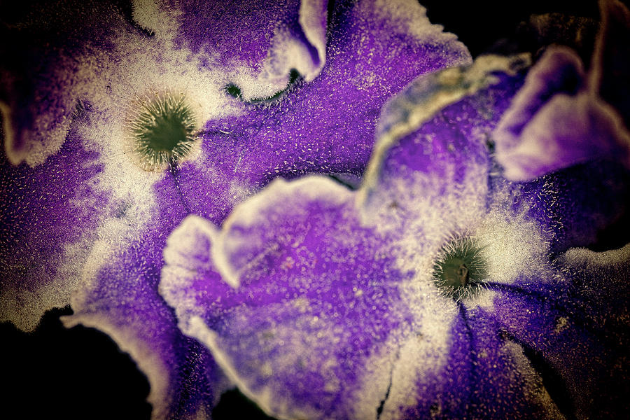 Flowers Still Life Photograph - Purple Land  Anemone by Roberto Aloi