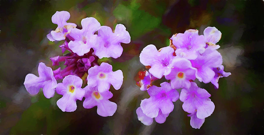 Purple Lantana Blooms Photograph by Kenneth Roberts