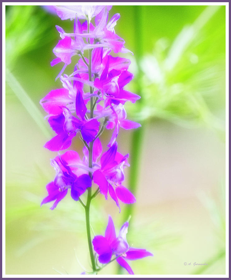 Purple Larkspur Flower Spike Photograph by A Macarthur Gurmankin