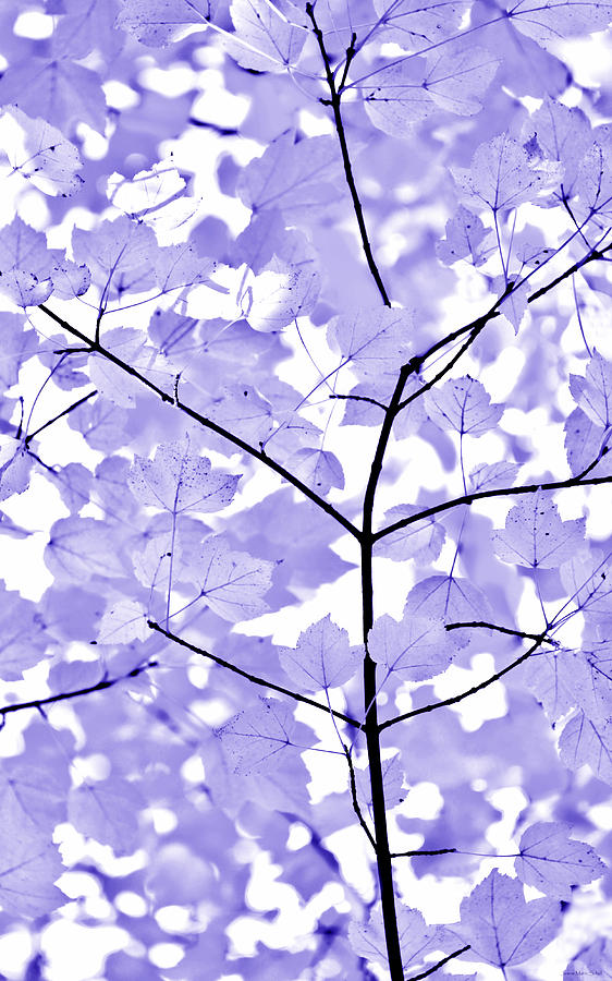 Purple Lavender Leaves Melody Photograph by Jennie Marie Schell