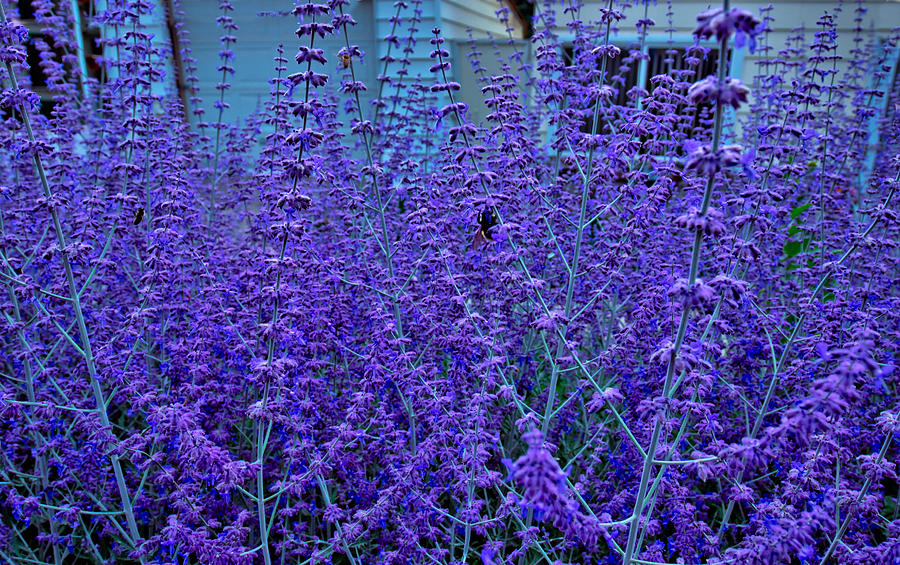Purple Lavender Photograph by Linda Unger