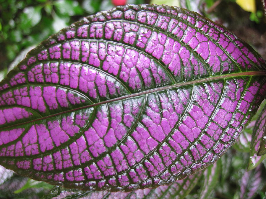 Purple Leaf Jamaica Shaw Garden Photograph by Paul Weiss