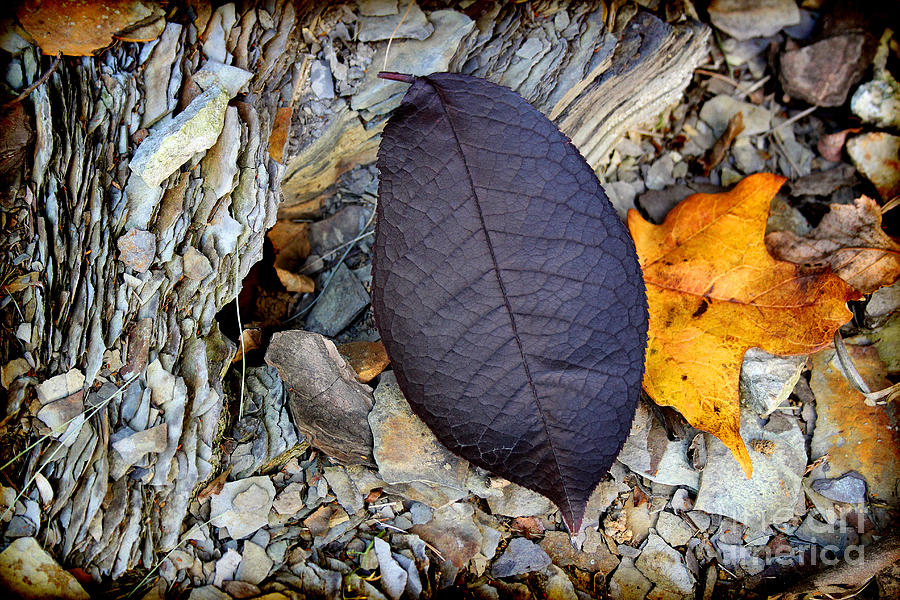 Purple Leaf in Autumn Photograph by Karen Adams
