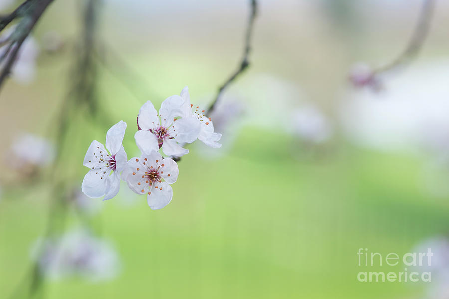 Purple Leaved Cherry Plum Blossom Photograph by Tim Gainey - Fine Art ...