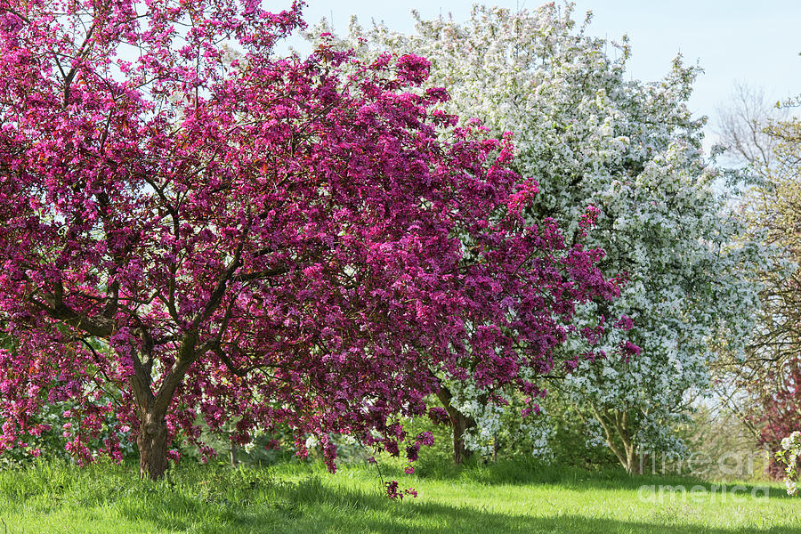 Purple Leaved Crab Apple Blossom in Spring Photograph by Tim Gainey