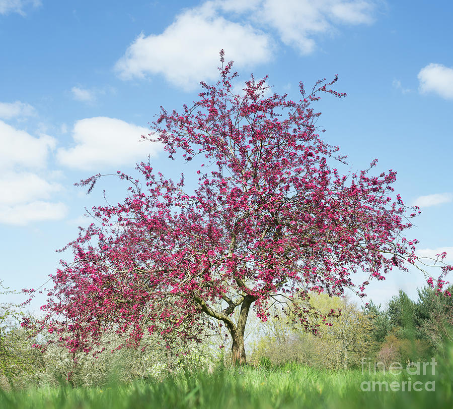 Purple Leaved Crab Apple Tree Blossoming Photograph by Tim Gainey