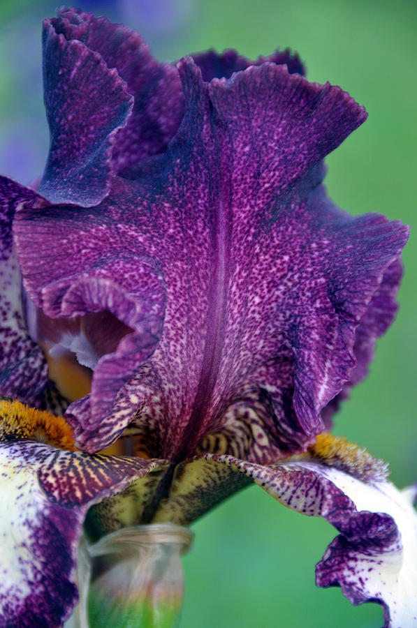 Purple Leopard Large Bearded Iris III 2011 Photograph by Frank ...