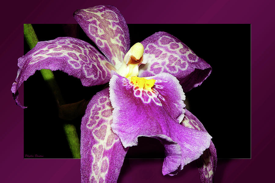 Purple Leopard Orchid OOF Photograph by Phyllis Denton