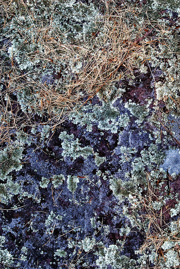 Purple Lichen Photograph by Paul W Faust - Impressions of Light