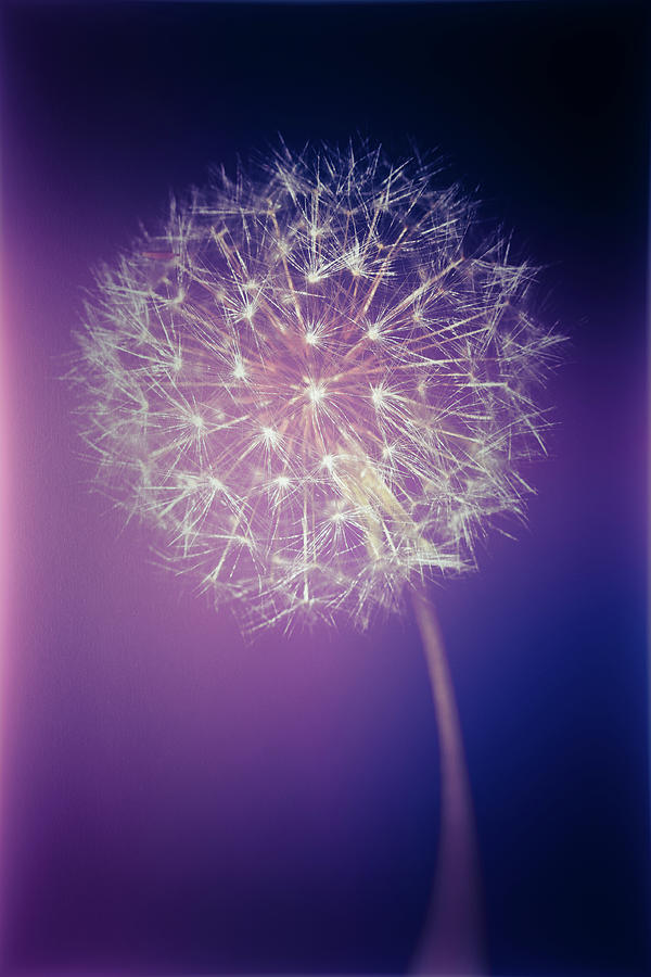 Purple light dandelion Photograph by Steve Stephenson
