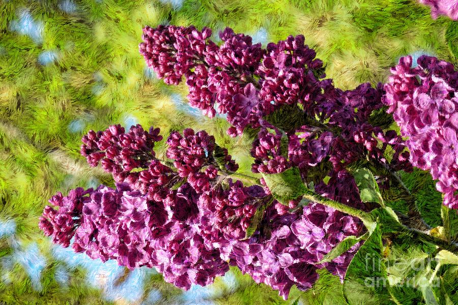 Purple Lilac 1 Photograph by Jean Bernard Roussilhe