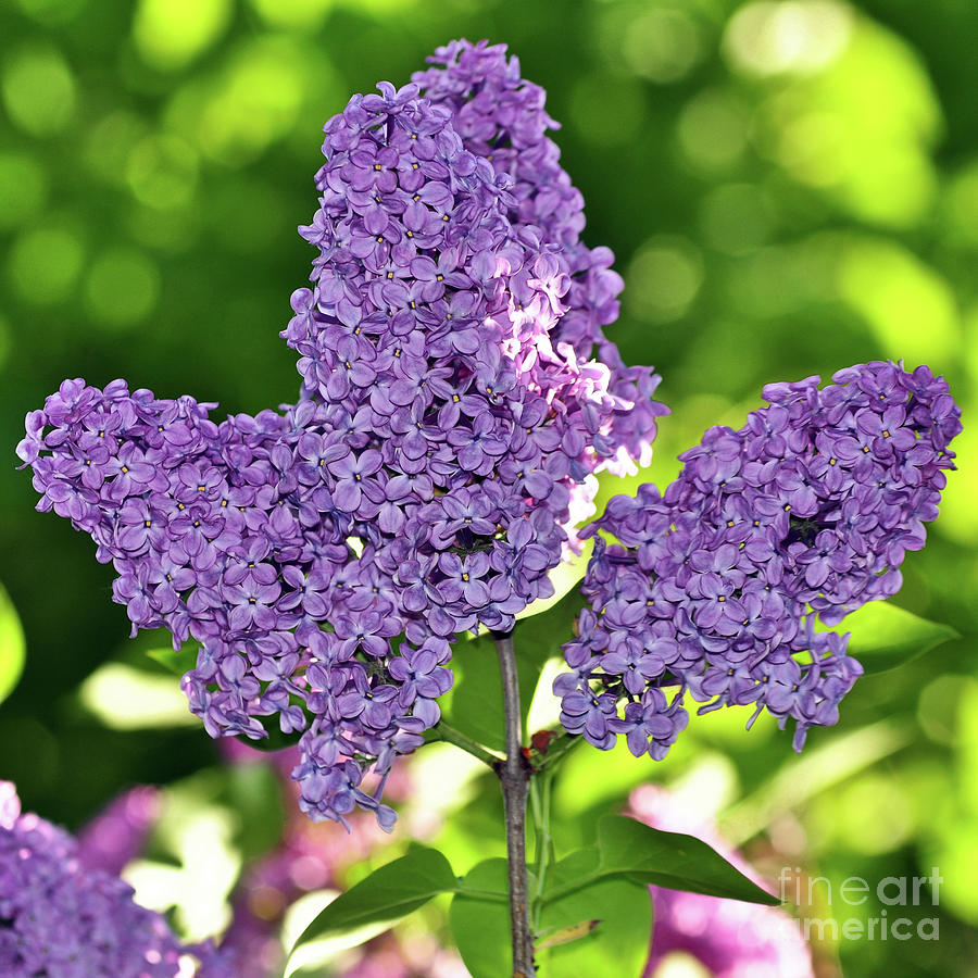 Happy Easter Purple Lilac Bush Photograph By Silva Wischeropp,Cheating Spouse Anonymous Cheating Letter
