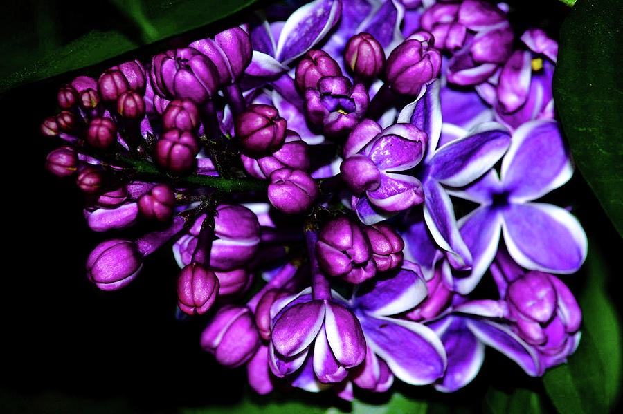 Purple Lilac Photograph by Camille Lopez