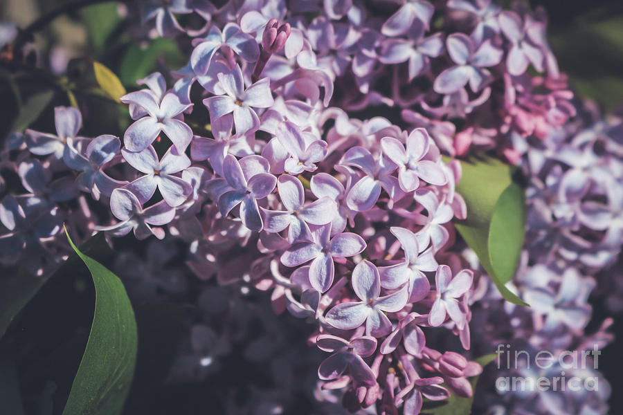 Purple lilac Photograph by Claudia M Photography