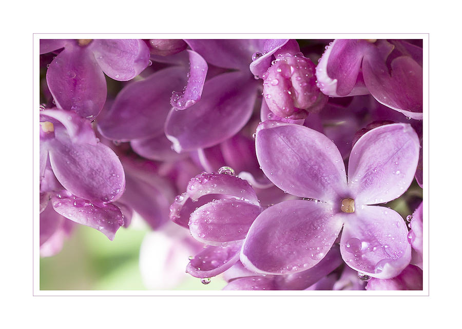 Purple Lilac Greeting Card Photograph by Mariola Szeliga