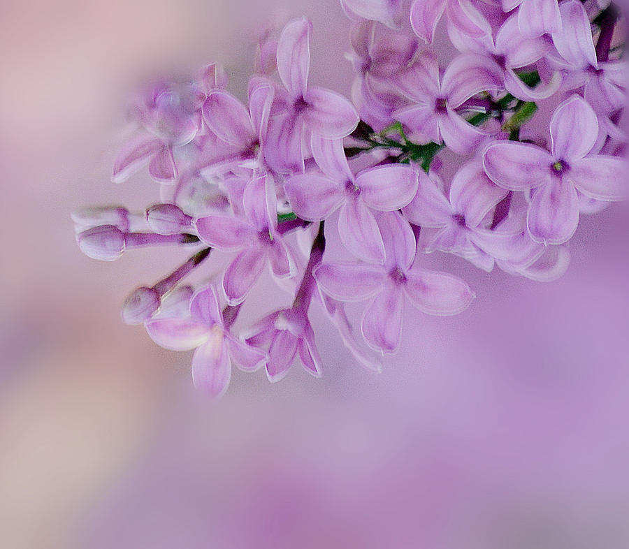 Purple Lilac II Photograph by Joan Han
