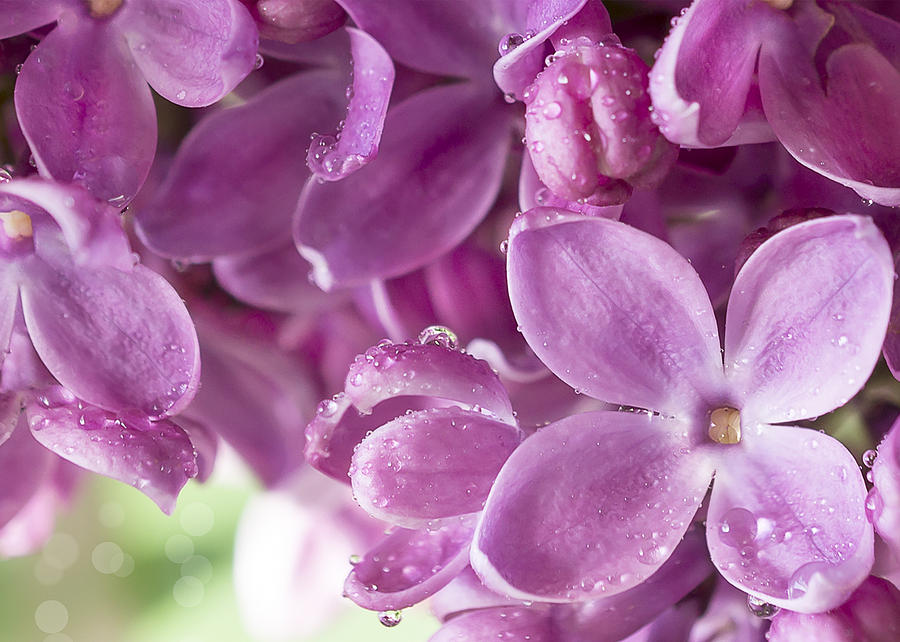 Purple Lilac Photograph by Mariola Szeliga
