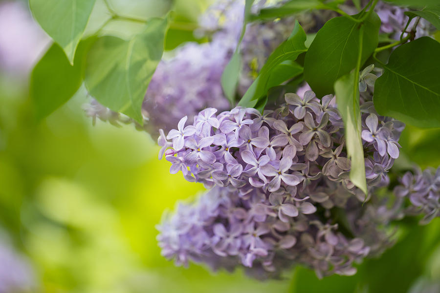 Flower Photograph - Purple Lilac by Nailia Schwarz