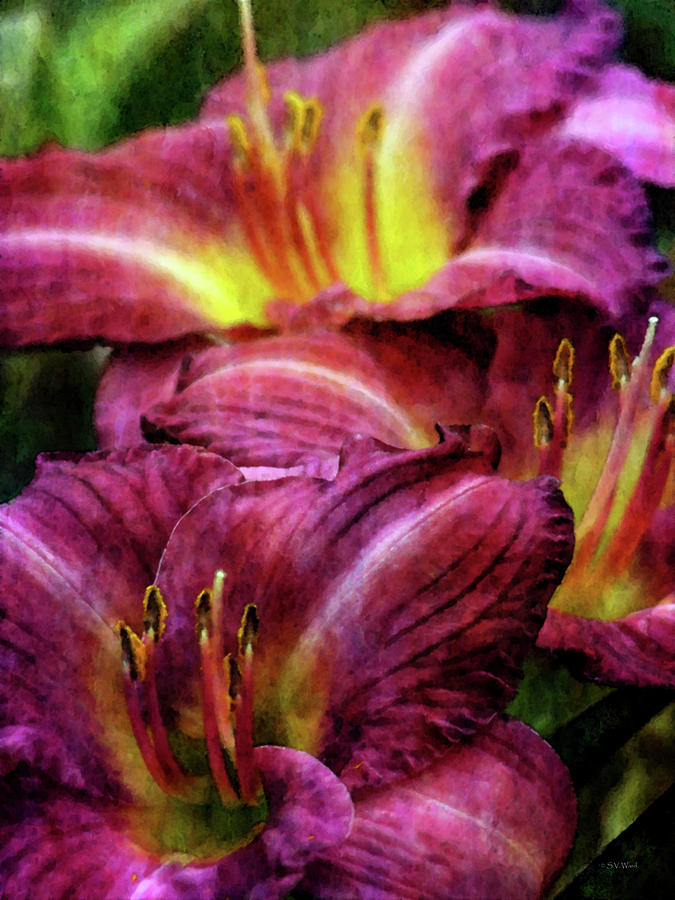 Purple Lilies 2350 IDP_2 Photograph by Steven Ward