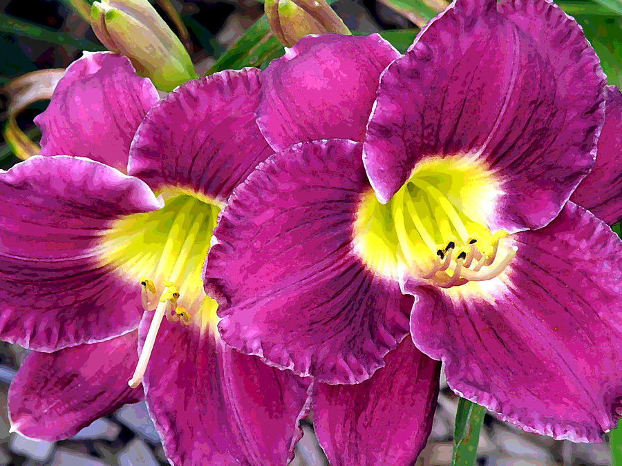 Lily Photograph - Purple Lilies by Jean Hall