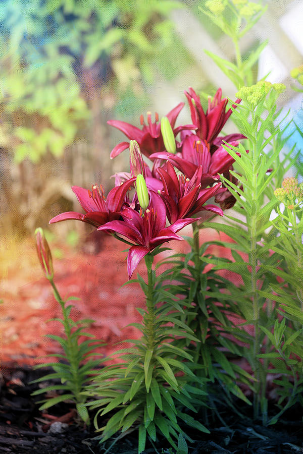 Purple Lilies Photograph by Theresa Campbell