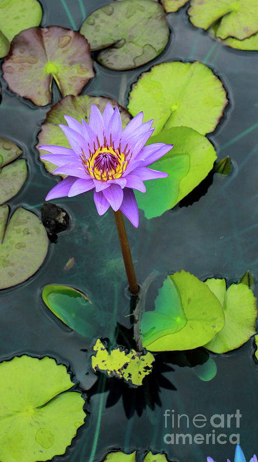 Purple Lilly with Lilly Pads Photograph by Toma Caul